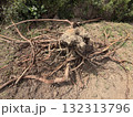 掘り起こした切り株と根っこ 132313796
