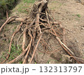 掘り起こした切り株と根っこ 132313797