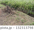 掘り起こした切り株と根っこ 132313798