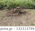 掘り起こした切り株と根っこ 132313799
