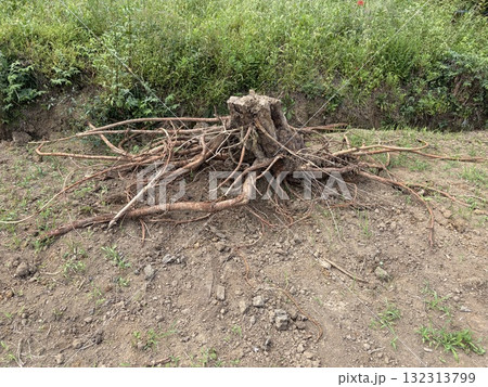 掘り起こした切り株と根っこ 132313799