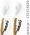 Woodpecker drawing tutorial steps. Bird sketch artwork educational guidance. Art class illustration instruction study. White background step-by-step guide 132314426