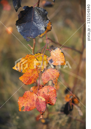 Autumn leaves of yellow, black and red colors, close-up Autumn leaves of yellow, black and red colors, close-up 132314840