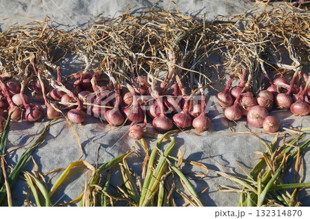 Harvested yellow and purple onions are stacked in rows 132314870