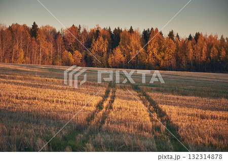 A rut in a mown field in autumn against the background of an autumn forest and sky 132314878