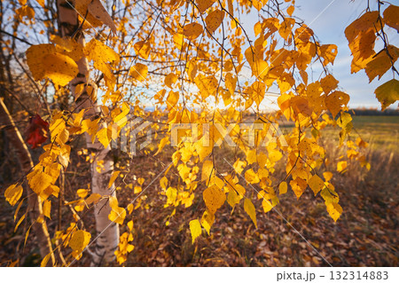 Autumn birch forest with golden leaves in bright sunset light 132314883