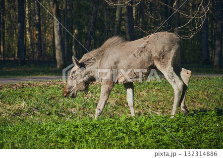 Elk walks through the forest in spring. Wild animals in nature 132314886