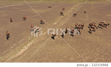 Aerial view of Bactrian camels in Mongolia 132314988