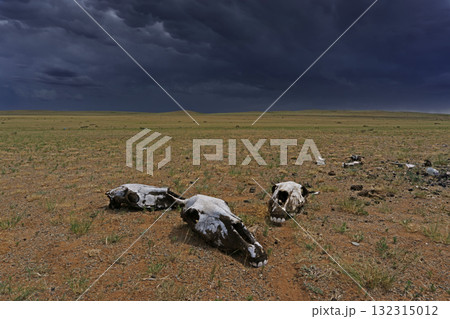 Skulls in steppe and storm mammatus clouds Skulls in steppe and storm mammatus clouds 132315012