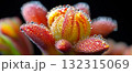 Blooming flower displays intricate details and vibrant colors, glistening with morning dew droplets. The scene captures the beauty of nature in stunning clarity and resolution 132315069