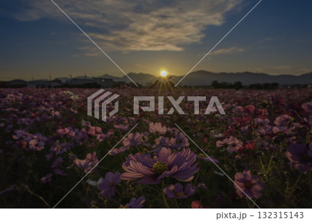 夕焼けとコスモス 132315143
