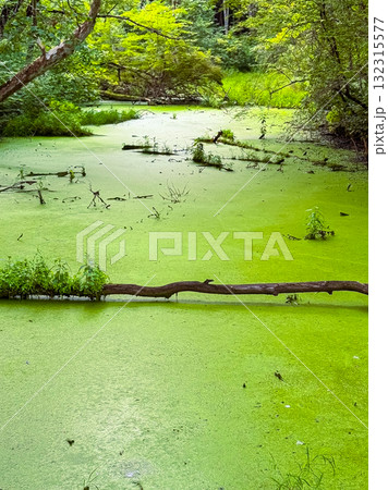 Expansive green swamp landscape with wildlife and calm waters reflecting nature's tranquility Expansive green swamp landscape with wildlife and calm waters reflecting nature's tranquility 132315577