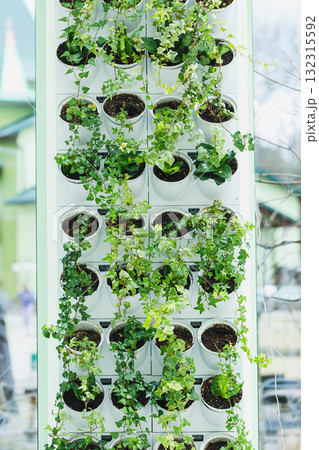 Vertical garden showcases lush greenery, inviting nature indoors with innovative design and sustainable approach in a sunny urban environment Vertical garden showcases lush greenery, inviting nature indoors with innovative design and sustainable approach in a sunny urban environment 132315592