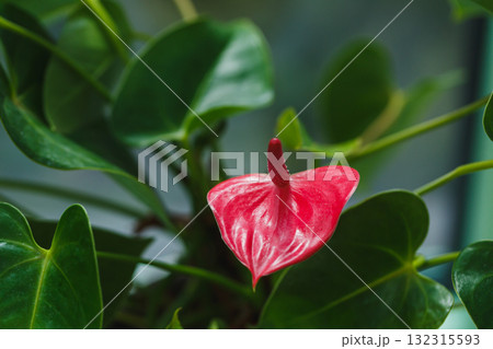 Vibrant red flower blooms amidst lush green foliage in a bright indoor space filled with natural light Vibrant red flower blooms amidst lush green foliage in a bright indoor space filled with natural light 132315593