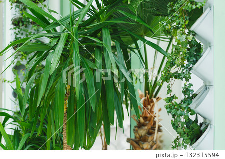 Lush green plants create a tranquil atmosphere in a bright, modern indoor space filled with natural light and vibrant foliage Lush green plants create a tranquil atmosphere in a bright, modern indoor space filled with natural light and vibrant foliage 132315594