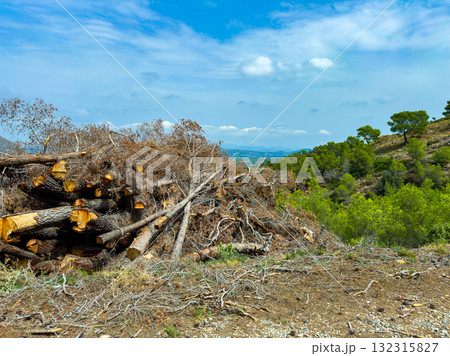 Forested hillside displays piles of cut logs and branches under a clear sky in a rural area Forested hillside displays piles of cut logs and branches under a clear sky in a rural area 132315827