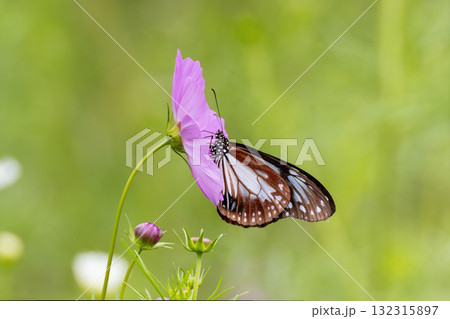 コスモスの花の蜜を吸うアサギマダラ コスモスの花の蜜を吸うアサギマダラ 132315897