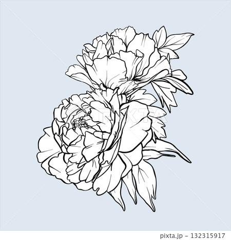 Peony line art sketch. Bouquet Peony vector flower illustration. Hand drawn outline flowers painted by black inks. Flowers Engraving for wedding invitations, save the date cards and coloring page 132315917