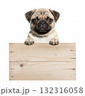 A pug puppy is peeking over a wooden sign. The dog has a fawn-colored coat with dark ears and expressive eyes 132316058