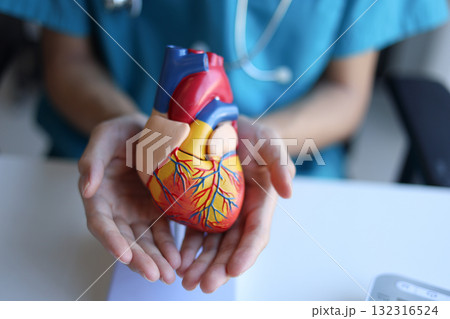 Human heart anatomy model in hand of doctor. Human heart anatomy model in hand of doctor. 132316524
