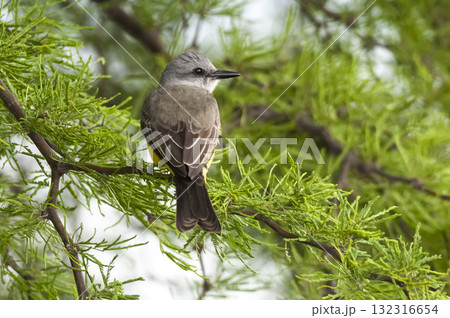 Tropical Kingbird  Calden Forest environment,  132316654