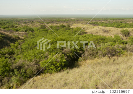 Calden forest landscape, Prosopis Caldenia plants, 132316697