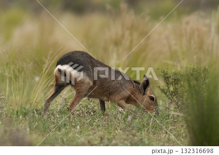 Desert cavi eating, Patagonia, Argentina 132316698