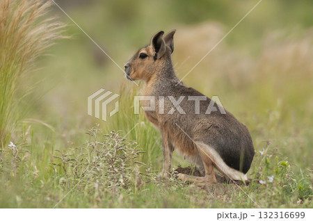 Desert cavi eating, Patagonia, Argentina 132316699