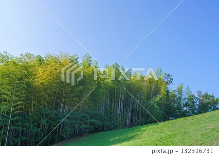 青空バックに見る竹林の情景 青空バックに見る竹林の情景 132316731