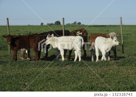 White Shorthorn calf , in Argentine countryside, La Pampa province, Patagonia, Argentina. 132316743