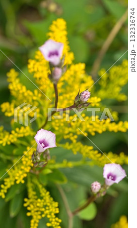 ホシアサガオとセイタカアワダチソウ 132316744