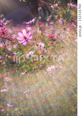 陽光と虹の粒に包まれた秋桜 132316760