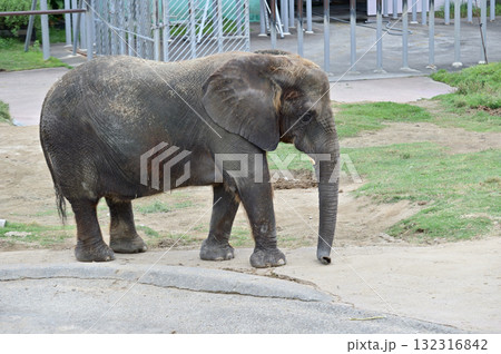 歩くアフリカゾウ 歩くアフリカゾウ 132316842