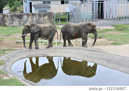 アフリカゾウ アフリカゾウ 132316887