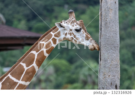 アミメキリンの横顔 アミメキリンの横顔 132316926