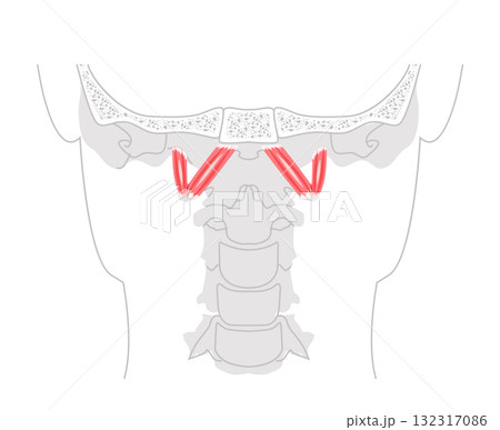 Rectus capitis anterior lateralis - Human deep cervical muscle shown in anatomy diagram, flexes and stabilizes 132317086