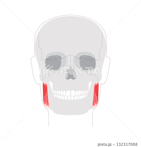 Masseter - Human chewing muscle shown in diagram responsible for elevating the mandible, crucial for biting Masseter - Human chewing muscle shown in diagram responsible for elevating the mandible, crucial for biting 132317088