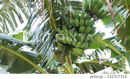 A banana tree with clusters of green bananas grows in the tropical landscape of the Philippines surrounded by lush green foliage A banana tree with clusters of green bananas grows in the tropical landscape of the Philippines surrounded by lush green foliage 132317319