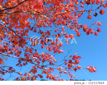 日光湯元温泉の紅葉　栃木県 132317664