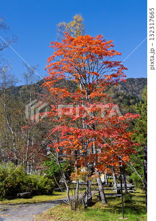日光湯元温泉の紅葉 栃木県 日光湯元温泉の紅葉 栃木県 132317665