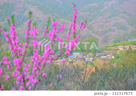 満開の花桃 早春の里山の集落 東秩父村 満開の花桃 早春の里山の集落 東秩父村 132317673