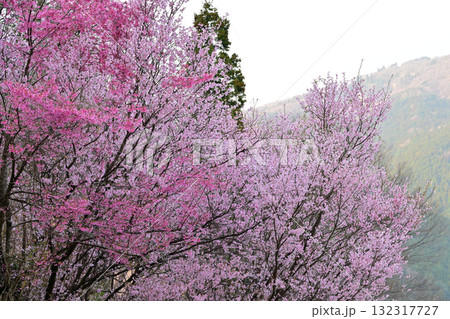 桜の咲く季節　早春の里山　東秩父村 132317727