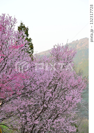 桜の咲く季節 早春の里山 東秩父村 桜の咲く季節 早春の里山 東秩父村 132317728
