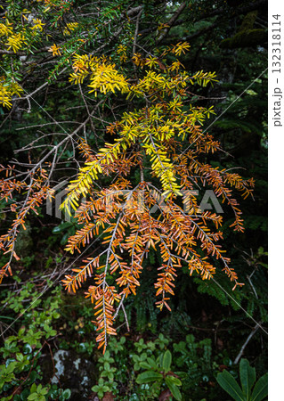 長野県八ヶ岳北横岳初秋の紅葉 132318114