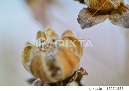 早春の里山で見つけた植物の種 マクロレンズ撮影 東秩父村 早春の里山で見つけた植物の種 マクロレンズ撮影 東秩父村 132318284