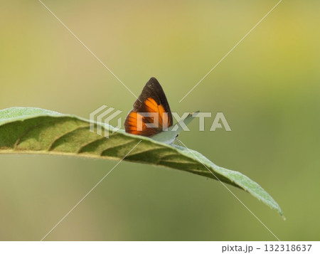 翅を開くと黒と橙のウラギンシジミ 132318637