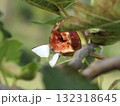 ウラギンシジミくさりかけのイチジクに寄ってきた 132318645