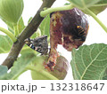 熟れすぎたイチジクの魅力にアカタテハ蝶とスズメ蜂 132318647