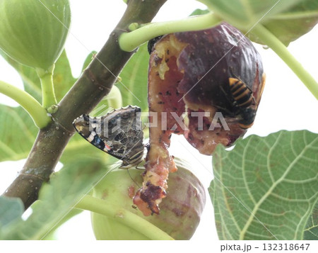 熟れすぎたイチジクの魅力にアカタテハ蝶とスズメ蜂 熟れすぎたイチジクの魅力にアカタテハ蝶とスズメ蜂 132318647