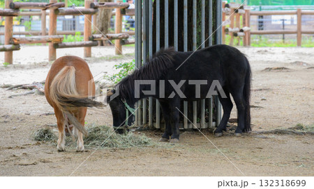 餌を食べるミニチュアホースの親子 132318699